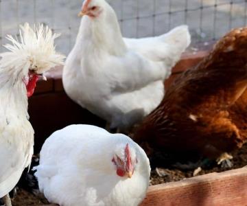 Senasica levanta cuarentena por gripe aviar en Sonora