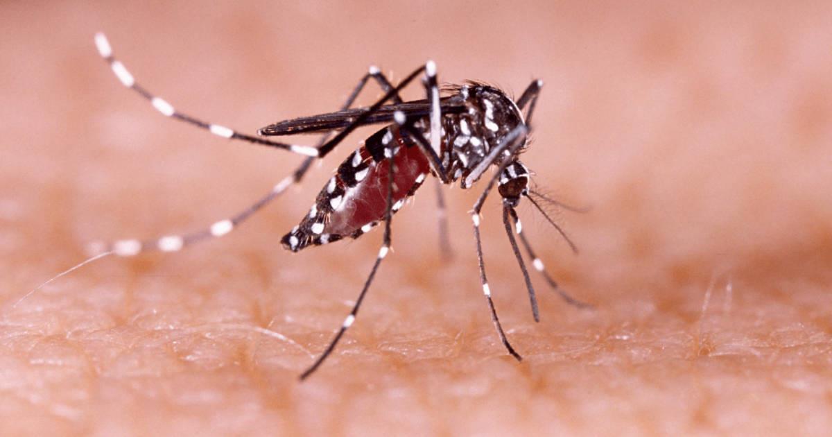 Mosquito del dengue no desaparece en época de invierno