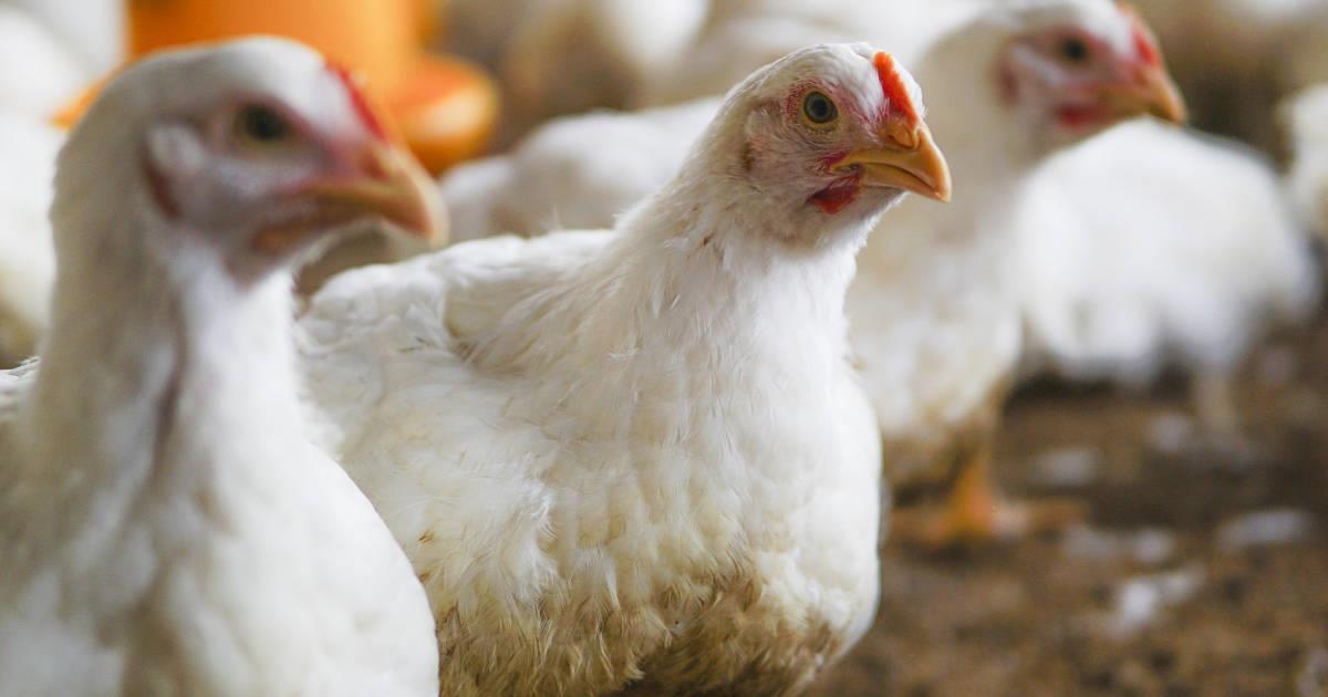 Casi 500 mil aves sacrificadas para contener gripe aviar al sur de Sonora