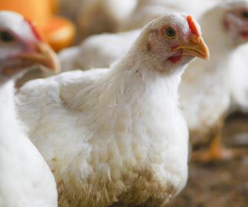 Gripe aviar ya está controlada en Sonora: Sader