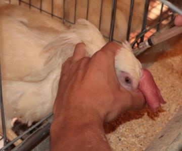 Atacarán gripe aviar en granjas de Sonora