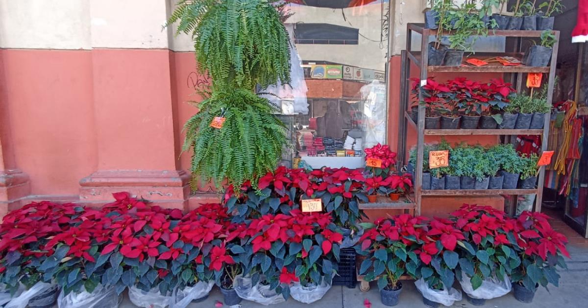 Hermosillo: Nochebuenas se venden en toda la ciudad