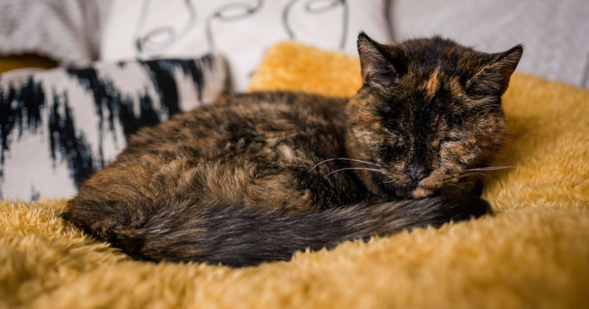 Ella es Flossie: el gato más longevo con Récord Guinness incluido
