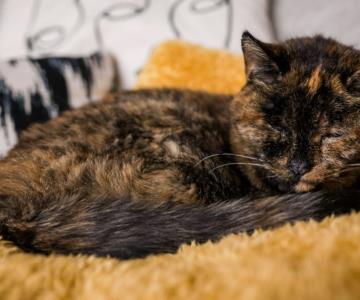 Ella es Flossie: el gato más longevo con Récord Guinness incluido