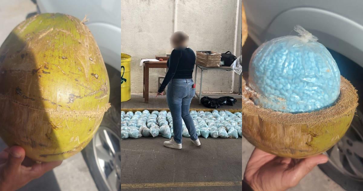 Encuentran 300 kilos de narcóticos al interior de cocos en Pitiquito
