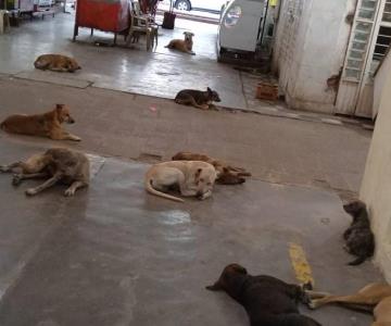 Animalistas navojoenses solicitan Reglamento de Protección Animal