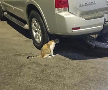 Qatar presenta sobrepoblación de gatos