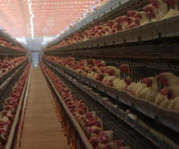 Piden productores no utilizar vacunas contra gripe aviar