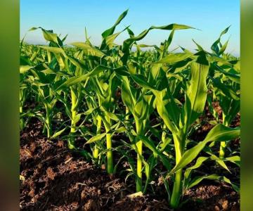 Crisis económica por pandemia afecta siembra de hortalizas en Navojoa