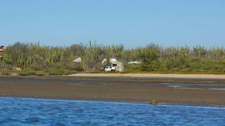 Cocodrilo de más de 2 metros es visto en playas de Huatabampo 