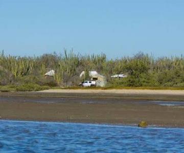 Cocodrilo de más de 2 metros es visto en playas de Huatabampo 