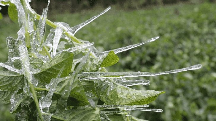 Advierten por heladas en cultivos de Sonora