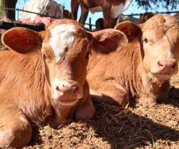 Bajas temperaturas afectan al ganado en el sur de Sonora