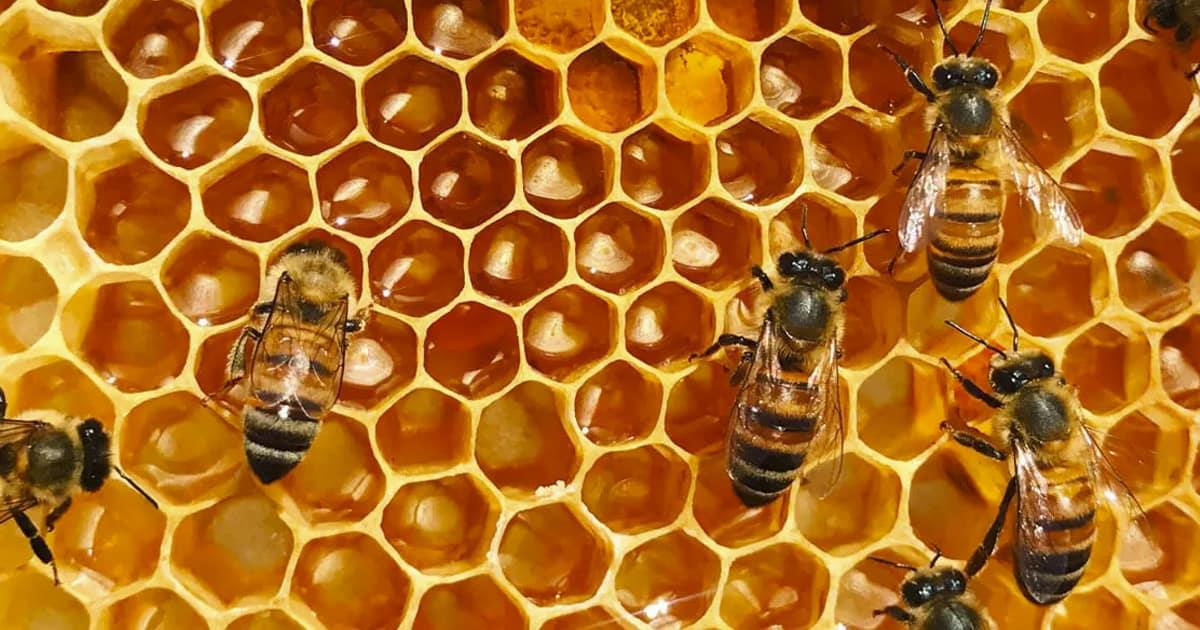Encuentran fentanilo y cocaína en paneles de abejas en Los Mochis
