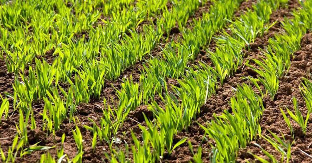 Horas de frío en Obregón benefician cultivos de trigo