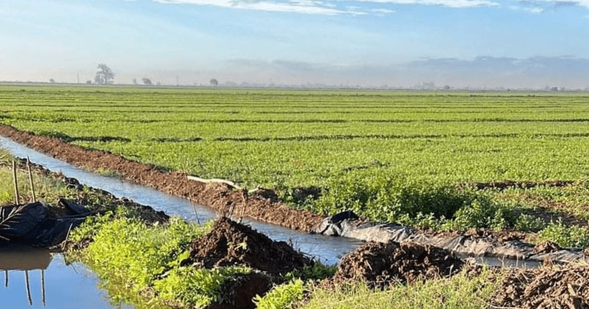 Frío al sur de Sonora fortalece el crecimiento de trigo