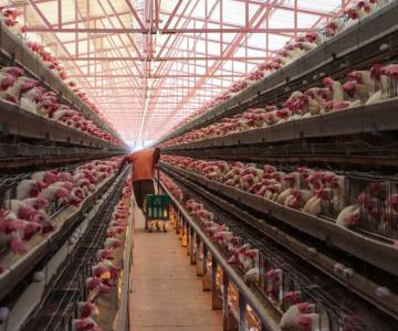 Sader exhorta a ciudadanos sonorenses a consumir pollo y huevo