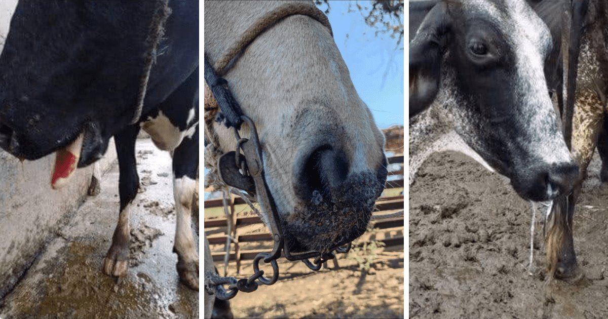 Alertan de epidemia por Estomatitis Vesicular en ganado del sur de Sonora