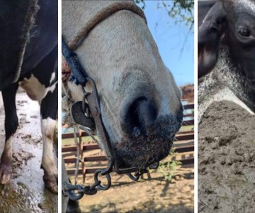 Alertan de epidemia por Estomatitis Vesicular en ganado del sur de Sonora