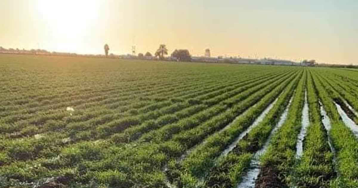 Frío y lluvias propician buen panorama para cosecha del trigo 2022-2023