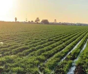 Frío y lluvias propician buen panorama para cosecha del trigo 2022-2023