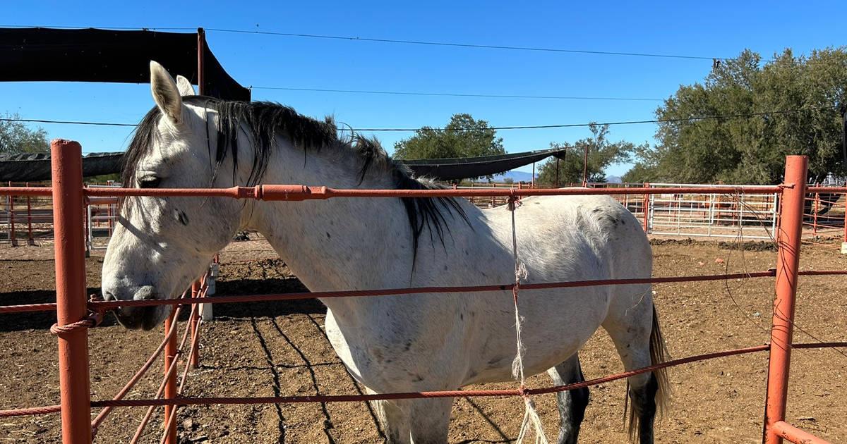 Epidemia bovina ha infectado al menos dos caballos en Cajeme