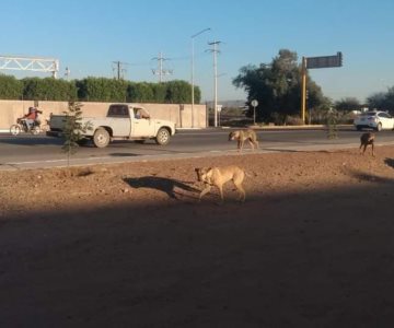 Descartan casos de rabia en Navojoa