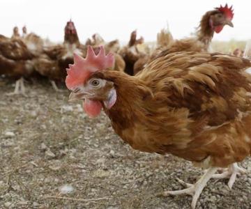 Levantarán cuarentena contra influenza aviar en Sonora
