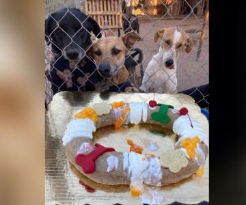 Celebran caninos Día de Reyes con rosca en Navojoa