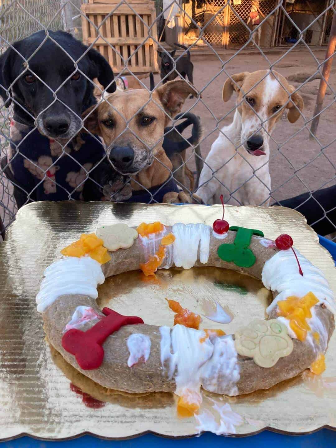 Celebran caninos Día de Reyes con rosca en Navojoa