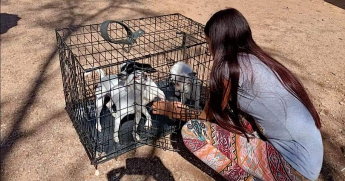 Nogales tiene primer lugar en esterilización de mascotas en Sonora