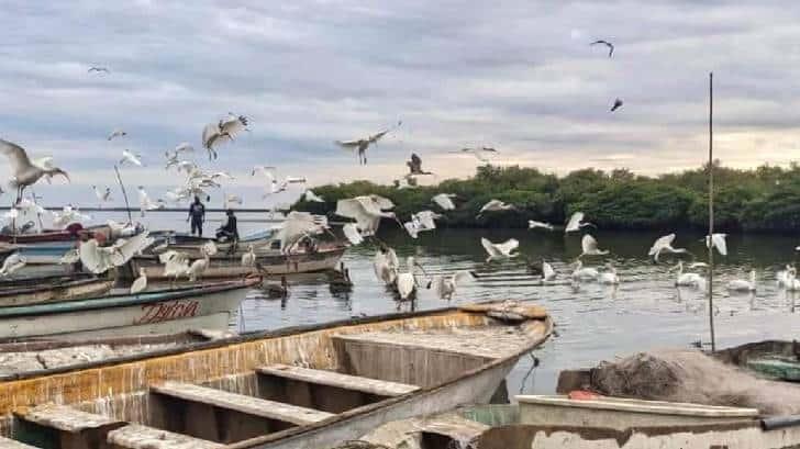 Autoridades de la etnia Mayo piden pare cacería de aves en su territorio