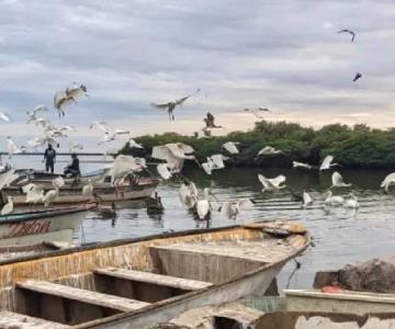 Autoridades de la etnia Mayo piden pare cacería de aves en su territorio