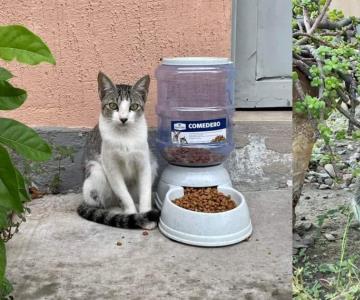 Cobach Villa de Seris brinda hogar a gatos callejeros