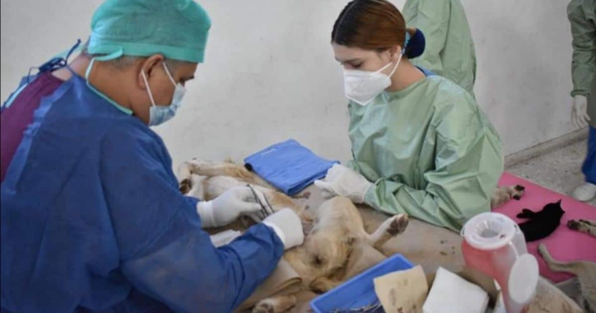 Primera jornada de esterilización de mascotas del año en Nogales