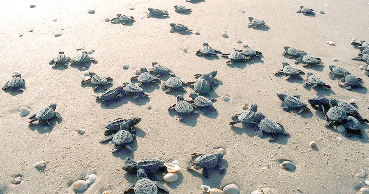 Liberan más de seis mil tortugas en San Carlos y Guaymas