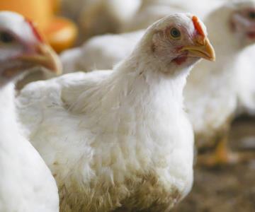 Estrategia de contención de gripe aviar costó poco más de 2 mdp