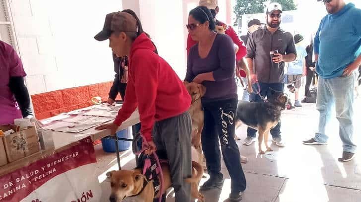 Responden hermosillenses a jornada de vacunación canina y felina