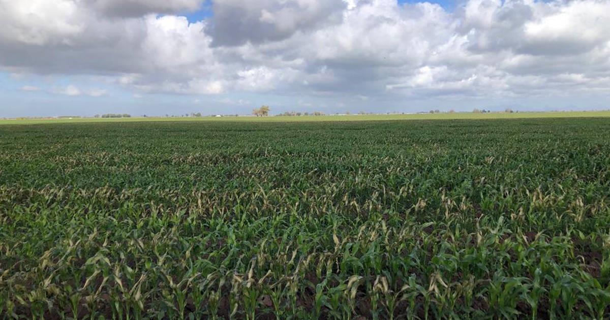 Frente frío ha dejado daños en cultivos del Valle del Yaqui