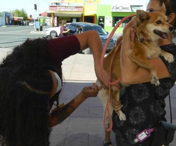 Ayuntamiento garantizará prevención contra la rabia en mascotas