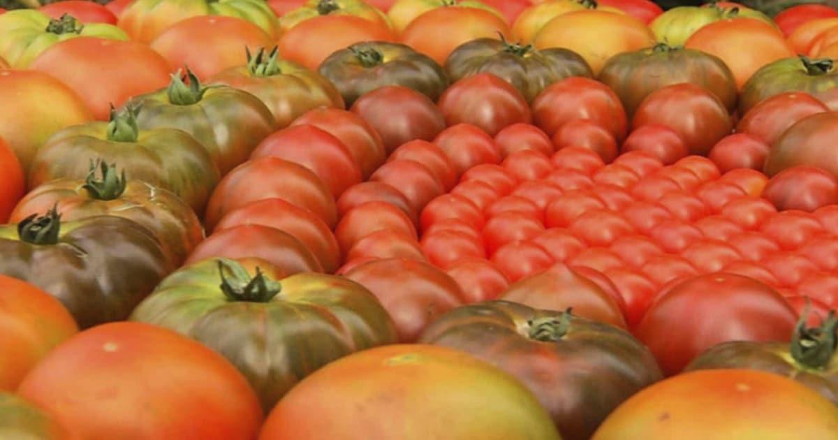 Bajas temperaturas afectan cultivo de tomates en Valle del Yaqui