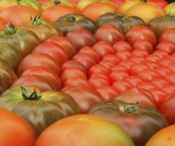 Bajas temperaturas afectan cultivo de tomates en Valle del Yaqui
