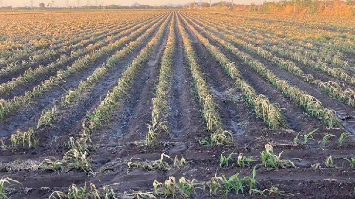 Bajas temperaturas afecta a cultivos del Valle del Mayo