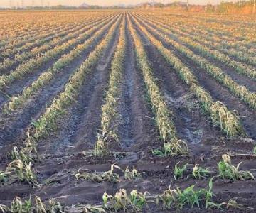 Bajas temperaturas afecta a cultivos del Valle del Mayo