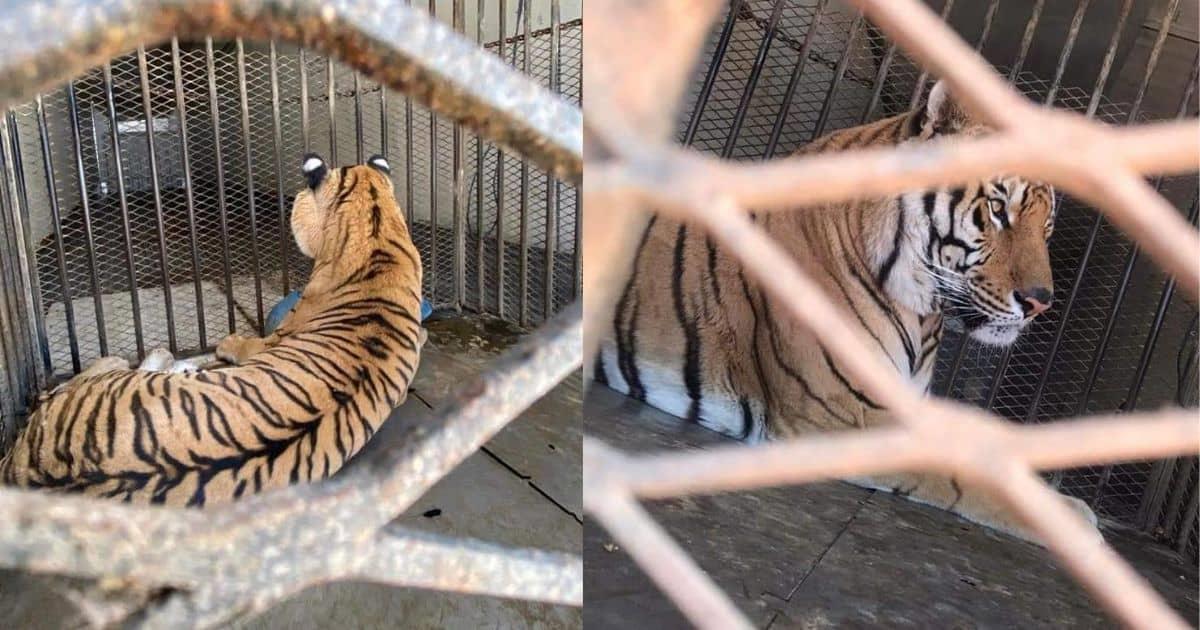 Aseguran un tigre de bengala en garita de Sonoyta