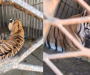 Aseguran un tigre de bengala en garita de Sonoyta