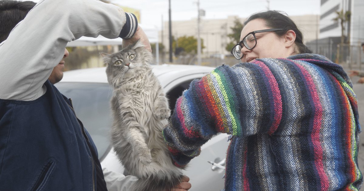 Vacunan contra la rabia a sus mascotas en modalidad Drive Thru