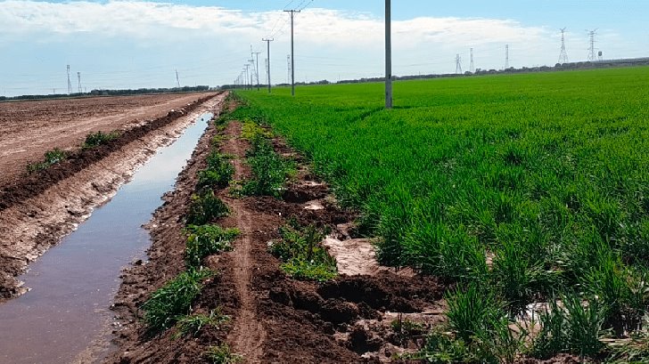 Bajas temperaturas benefician cultivos del Valle del Yaqui