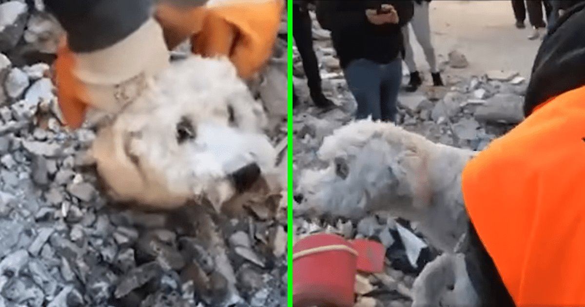 Rescatan a perro de entre los escombros del sismo en Turquía