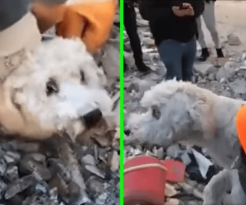 Rescatan a perro de entre los escombros del sismo en Turquía